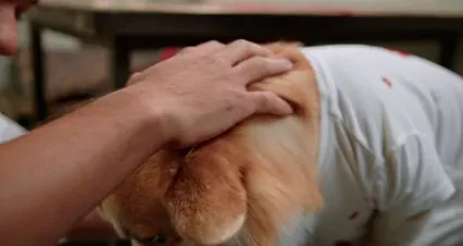 Horizontal video: A man kissing his dog 9986240. Duration: 14 seconds. Resolution: 4096x2160