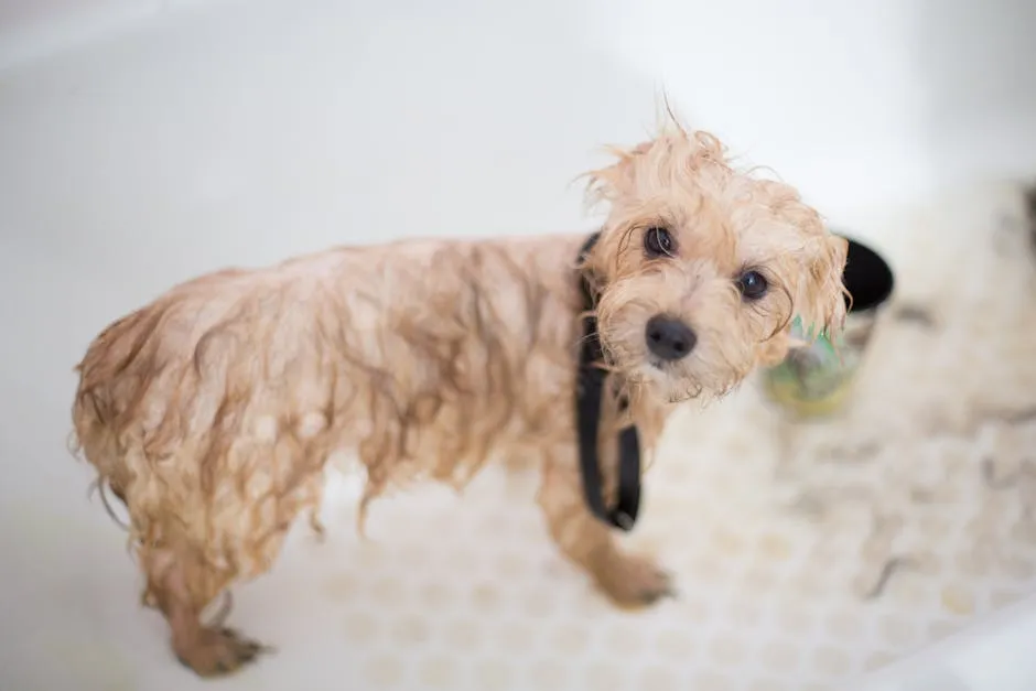 Cute wet puppy in bathtub looking up during bath time. Perfect pet grooming scene.