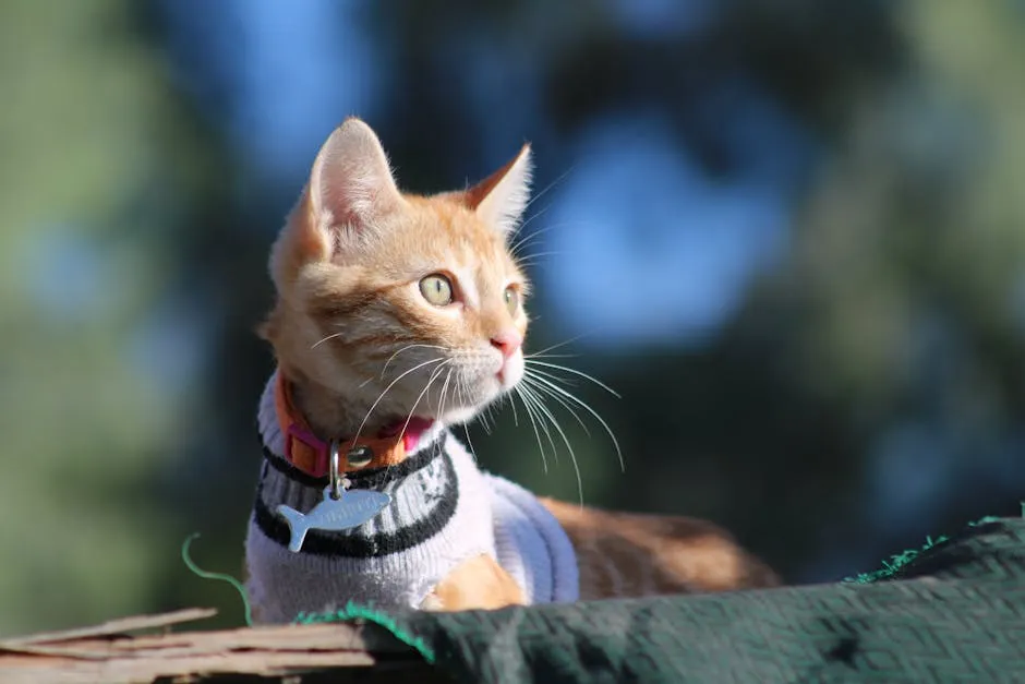 Cute Cat with Collar in Nature