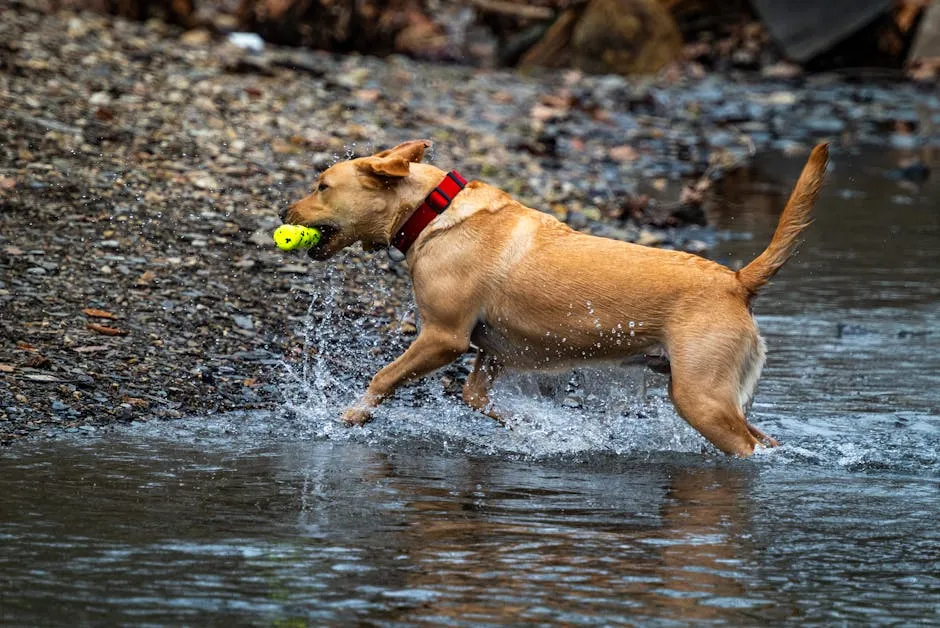 Dog with Toy in Mouth Running Out Water