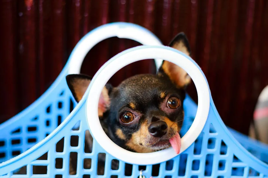 Black-and-tan Smooth Chihuahua in Blue-and-white Plastic Basket