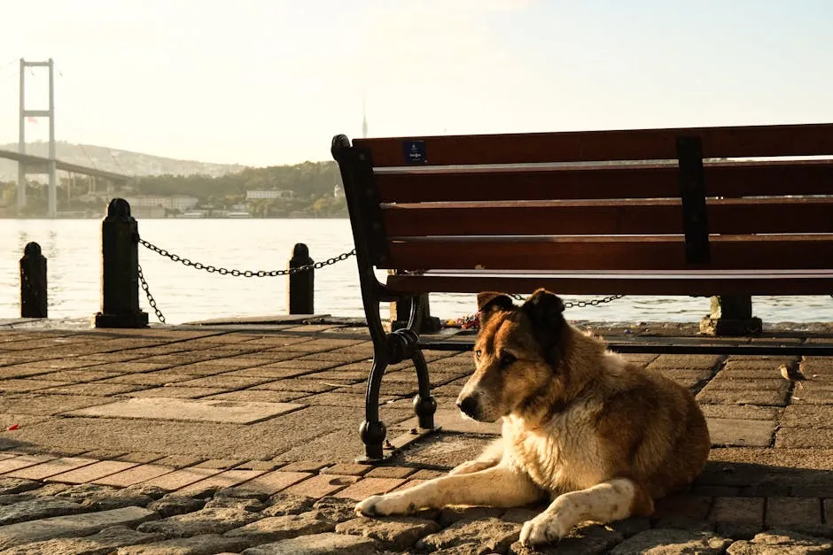 A dog laying on the ground next to a bench