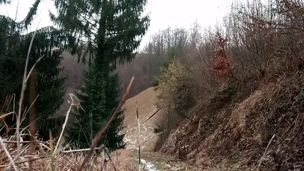 Horizontal video: Woman walking in the woods with her dog 3596569. Duration: 24 seconds. Resolution: 1920x1080