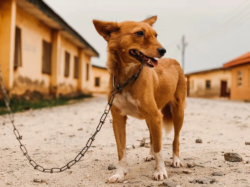 Brown and White Short Coated Dog With Black Chain