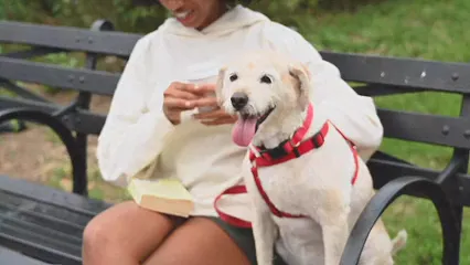 Horizontal video: Woman with her dog reading book in a park 5226981. Duration: 12 seconds. Resolution: 3840x2160