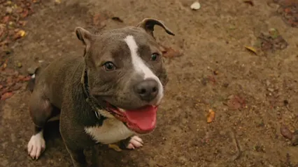 Horizontal video: Slow motion video of a dog jumping 5469176. Duration: 15 seconds. Resolution: 1920x1080