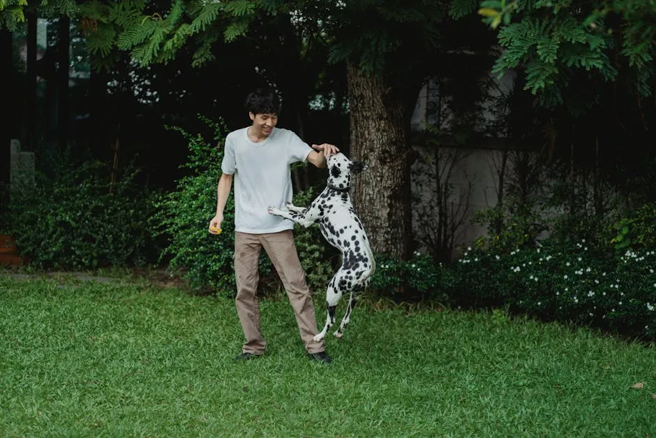 Man Playing with His Dalmatian Dog in the Backyard 