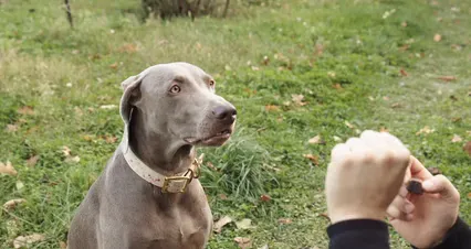 Horizontal video: A person giving a treat to a dog while doing a training 5794742. Duration: 10 seconds. Resolution: 4096x2160