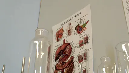 Horizontal video: Posters of the human digestive and skeletal system on a wall 6130558. Duration: 8 seconds. Resolution: 1920x1080