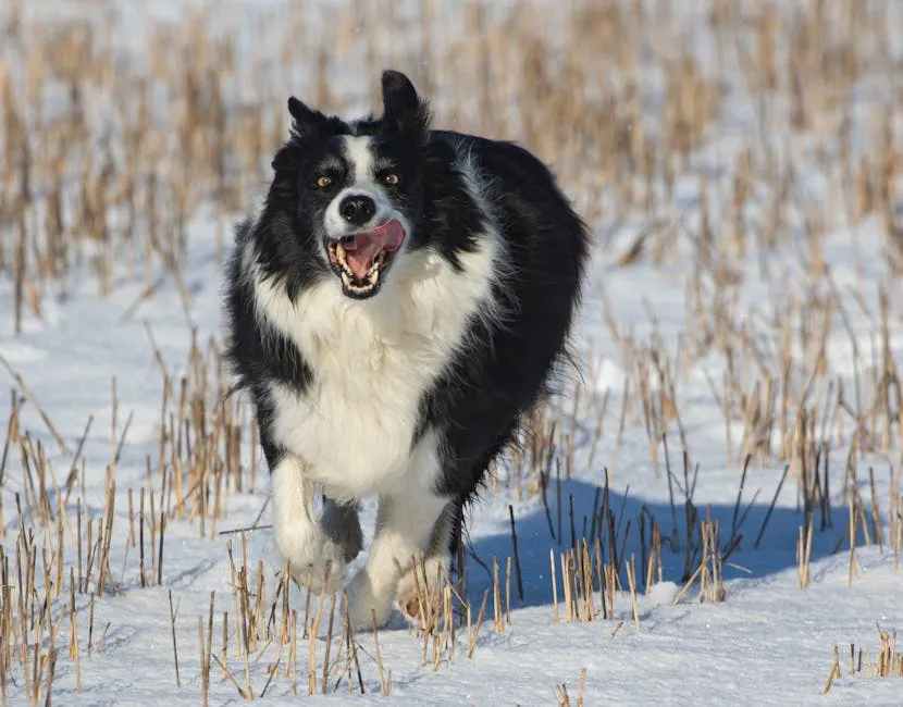 A Cute Border Collie Running Outdoors