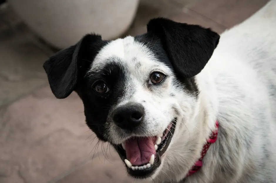 Short-coated White and Black Dog