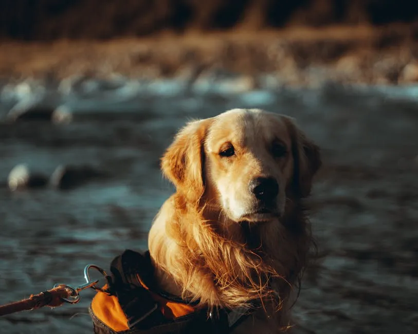 Photograph of a Golden Retriever