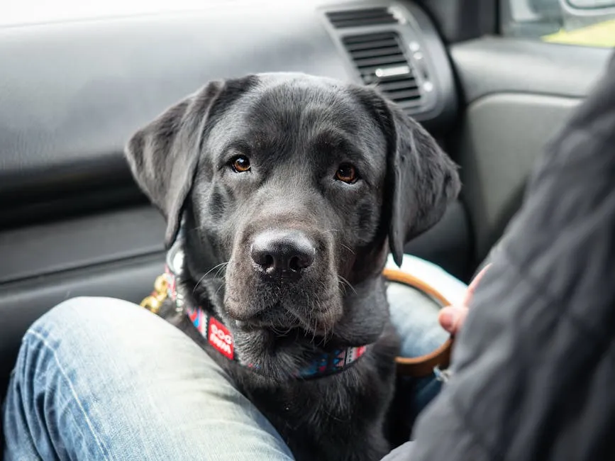 Man with Dog in Car