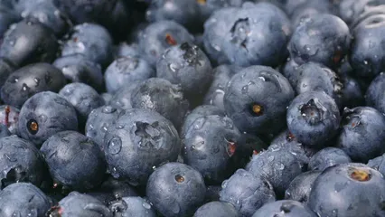 Horizontal video: Close up view of blueberries washed with water 2542200. Duration: 15 seconds. Resolution: 3840x2160