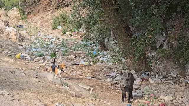 Horizontal video: Two dogs are walking down a dirt road near garbage 28180033. Duration: 9 seconds. Resolution: 3840x2160