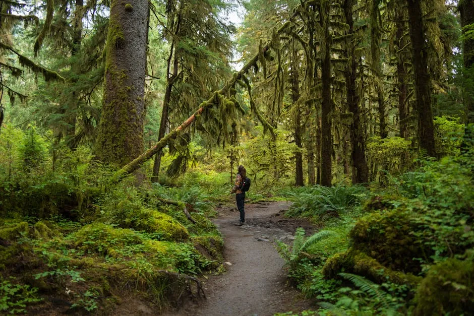 Free stock photo of fern, forest, green