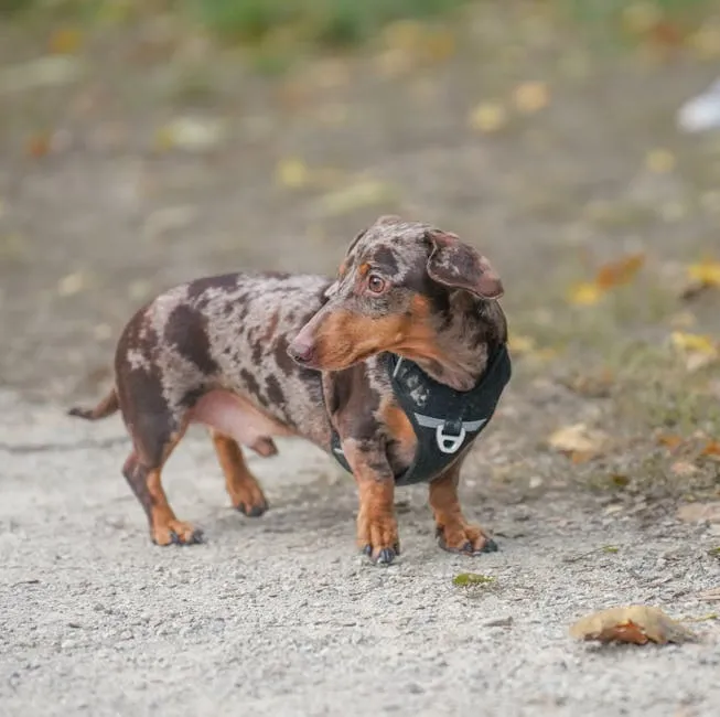 Adorable Dapple Dachshund on a Nature Walk