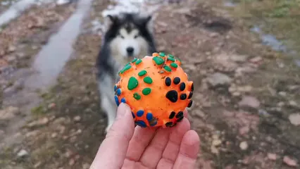 Horizontal video: Training a siberian husky to fetch 4167117. Duration: 10 seconds. Resolution: 1280x720