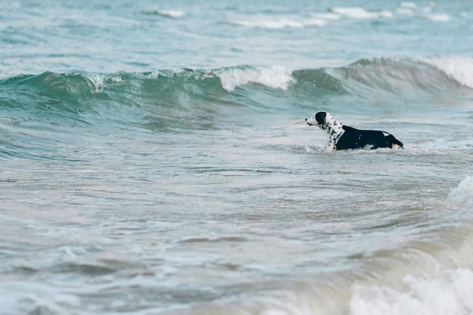 Dog Swimming in the Sea