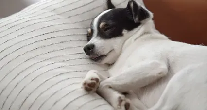 Horizontal video: A cute dog sleeping 5994139. Duration: 18 seconds. Resolution: 4096x2160