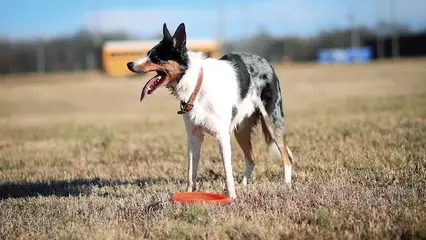 Horizontal video: Dog catching a frisbee 6564028. Duration: 67 seconds. Resolution: 3840x2160