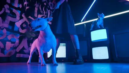Horizontal video: Bull terrier dog being held by a woman 6950877. Duration: 4 seconds. Resolution: 3840x2160