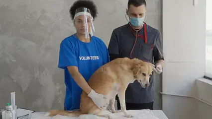 Horizontal video: Veterinarian making medical assessment to the dog with a volunteer 7469717. Duration: 13 seconds. Resolution: 1920x1080