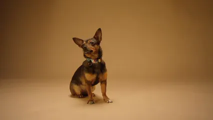 Horizontal video: A black and tan short coated dog doing tricks 7682699. Duration: 19 seconds. Resolution: 3840x2160