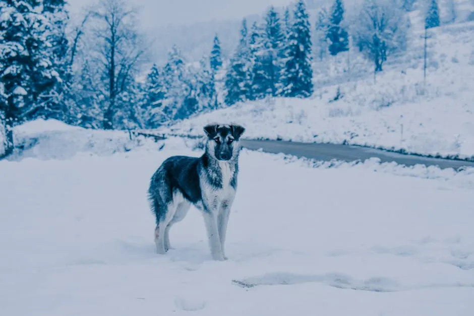 Dog Outdoors in Snow 