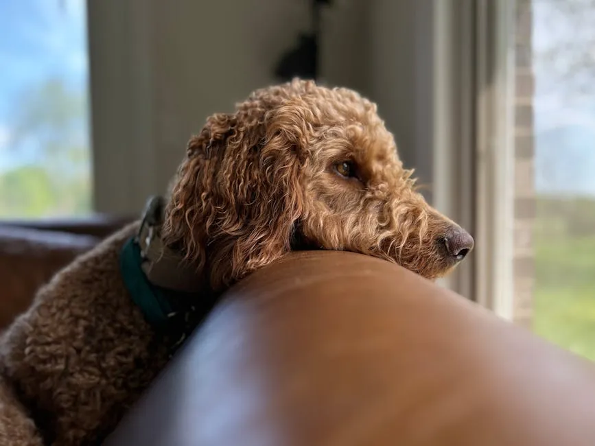 Dog on Couch