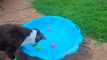 Horizontal video: A dog playing with a ball in a pool 19805779. Duration: 42 seconds. Resolution: 3840x2160