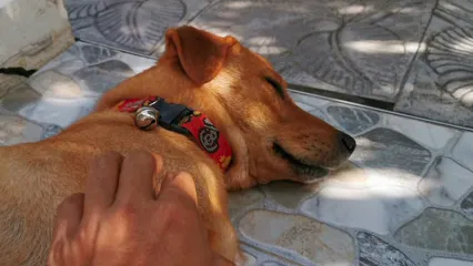 Horizontal video: Petting a sleeping dog on the floor 3078386. Duration: 9 seconds. Resolution: 3840x2160