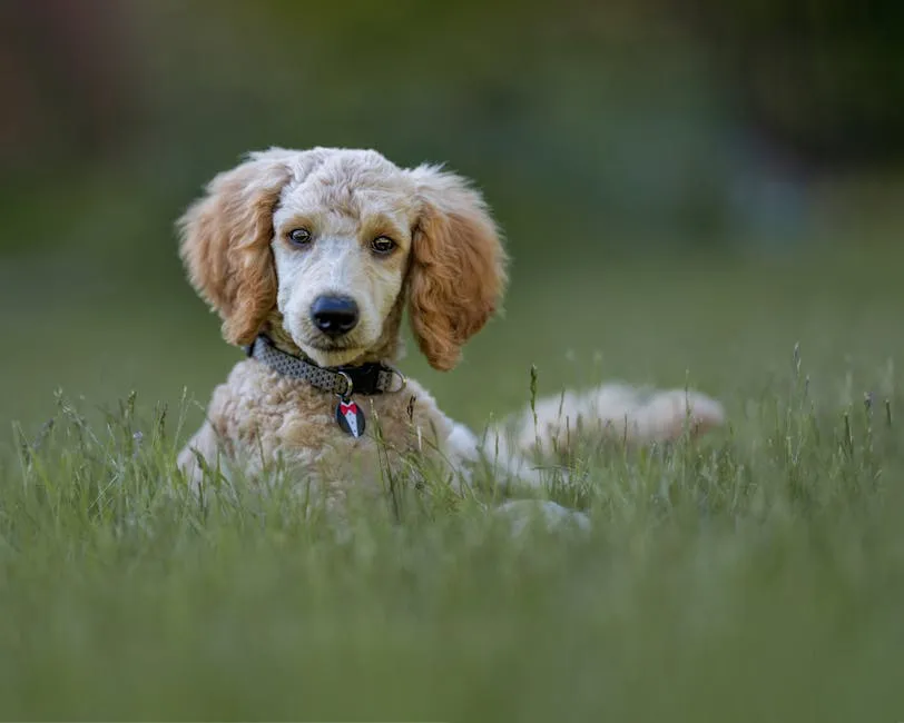A Furry Dog on the Green Grass