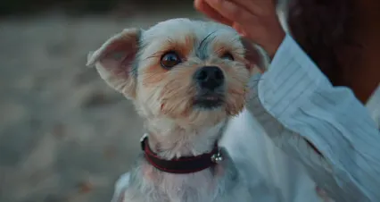 Horizontal video: Close up of a person petting his dog 10495793. Duration: 13 seconds. Resolution: 4096x2160