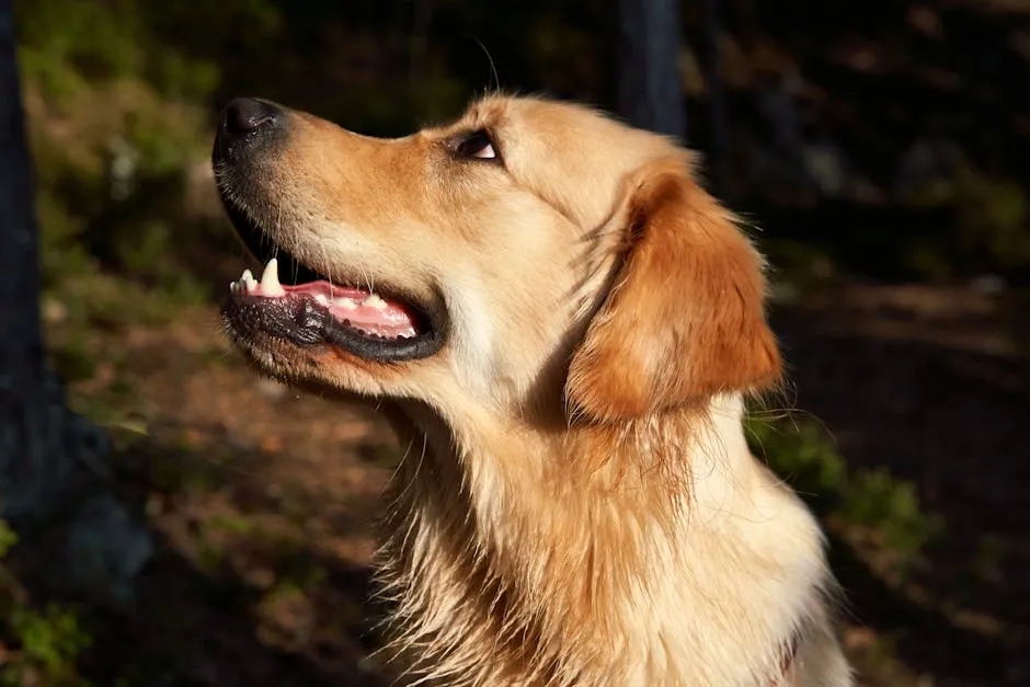 A Golden Retriever Looking Up