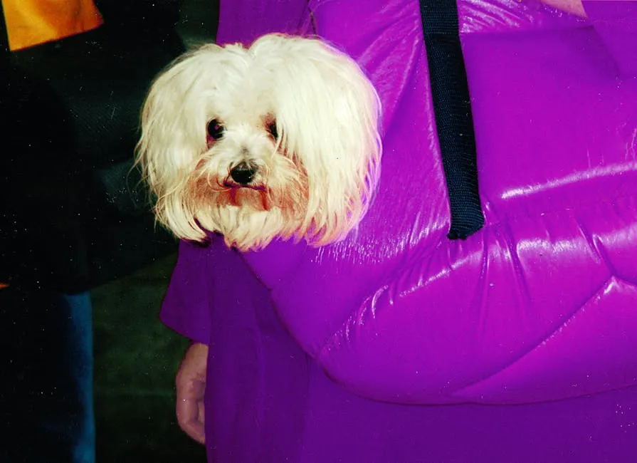 White Dog in Purple Bag