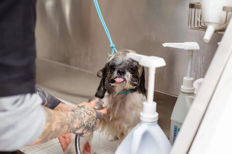 A Shih Tzu dog being bathed at a pet grooming salon by a tattooed groomer.