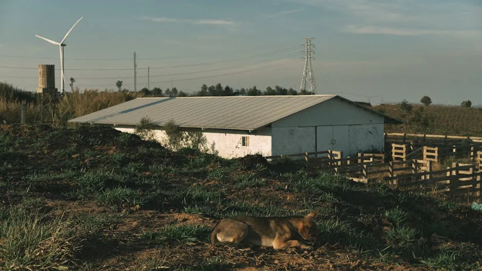 Dog Relaxing in Front of a Barn