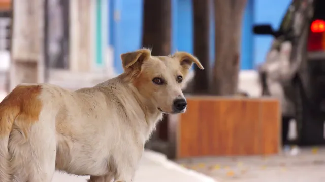 Horizontal video: A dog standing on the sidewalk in front of a car 27875220. Duration: 19 seconds. Resolution: 3840x2160