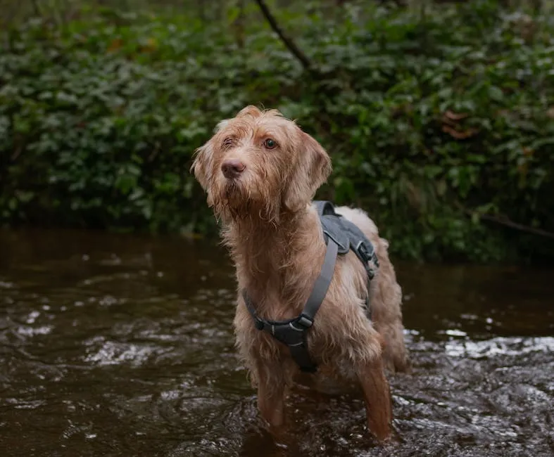 Adorable Dog Standing in Forest Stream