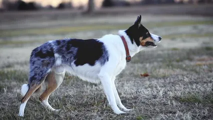 Horizontal video: Dog slow motion 6370632. Duration: 33 seconds. Resolution: 3840x2160