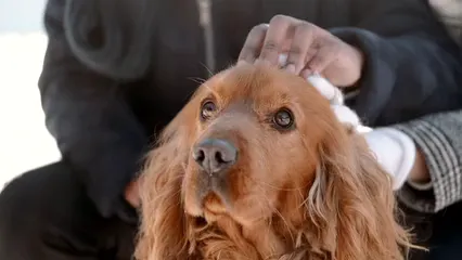 Horizontal video: Close up to a dog face 6685188. Duration: 10 seconds. Resolution: 3840x2160