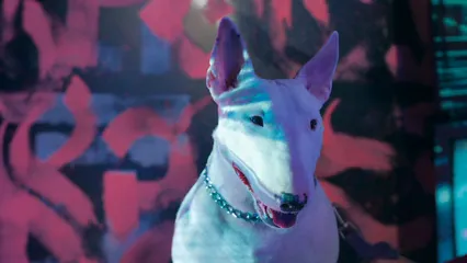 Horizontal video: Close up shot of a bull terrier 6950903. Duration: 6 seconds. Resolution: 3840x2160