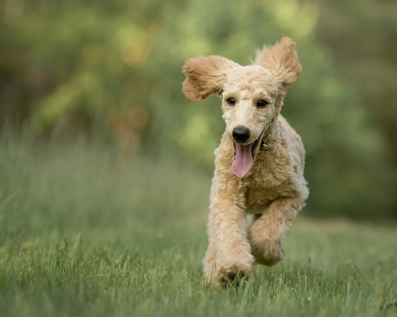 Brown Dog Running on Grass