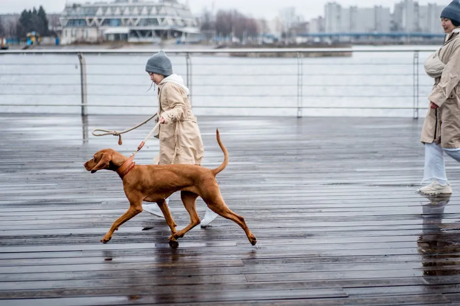 People walking a dog on a wet boardwalk near the water with cityscape background.