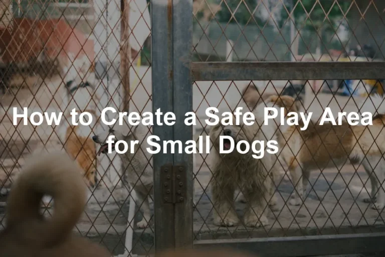 Featured image for How to Create a Safe Play Area for Small Dogs