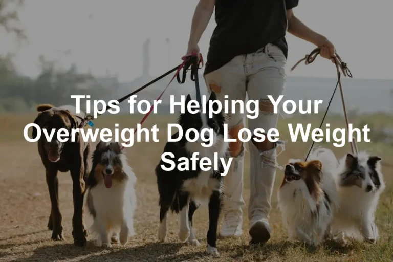 Featured image for Tips for Helping Your Overweight Dog Lose Weight Safely