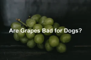 Featured image for Are Grapes Bad for Dogs?