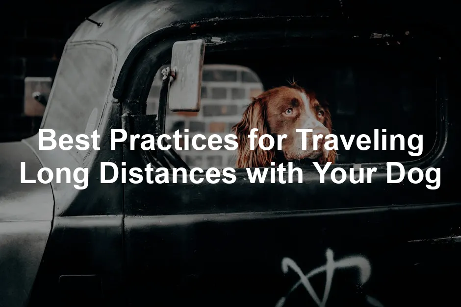 Featured image for Best Practices for Traveling Long Distances with Your Dog