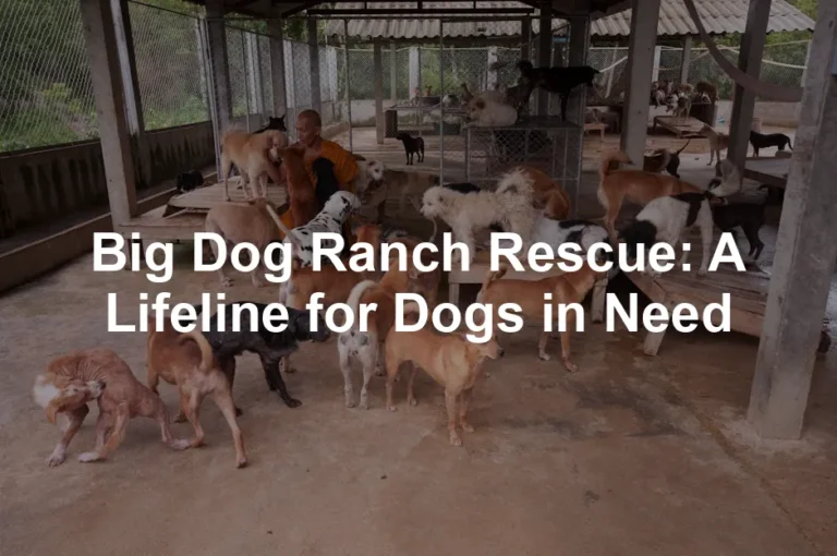 Featured image for Big Dog Ranch Rescue: A Lifeline for Dogs in Need